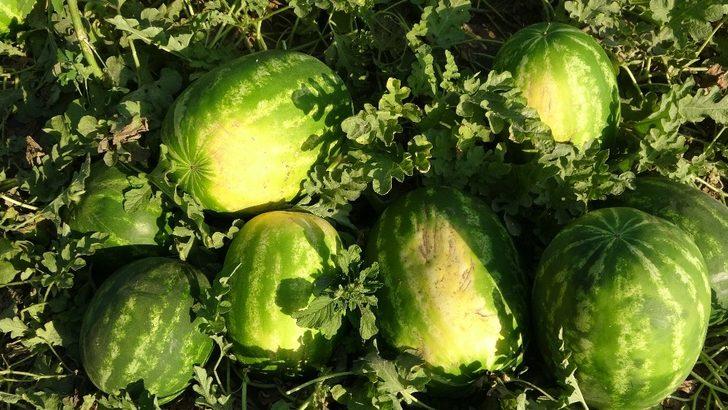 (Özel) Karpuz ve kavundan Muş ekonomisine 75 milyon TL’lik katkı G2