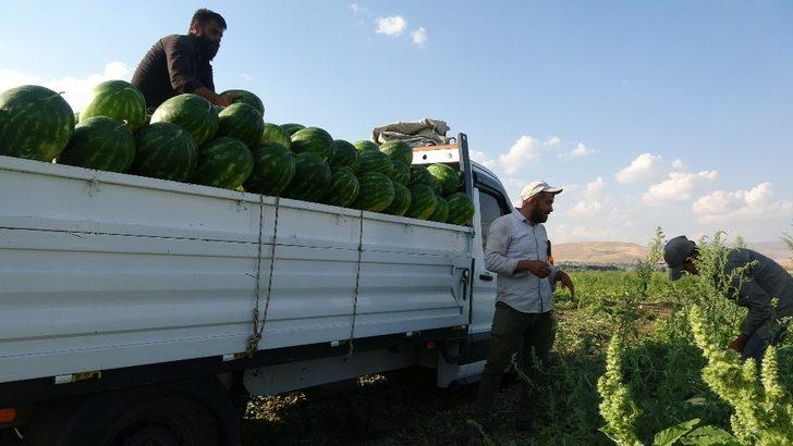 (Özel) Karpuz ve kavundan Muş ekonomisine 75 milyon TL’lik katkı G3