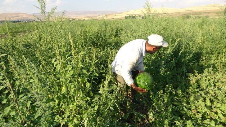 (Özel) Karpuz ve kavundan Muş ekonomisine 75 milyon TL’lik katkı G4