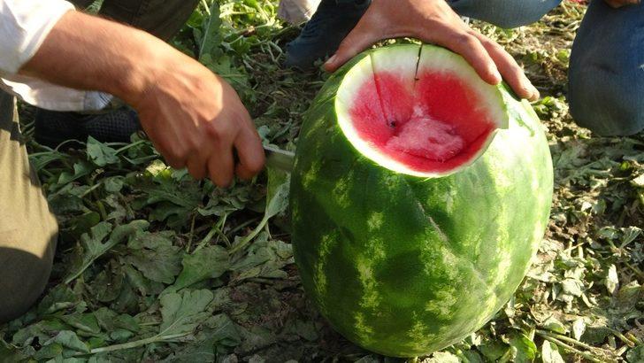 (Özel) Karpuz ve kavundan Muş ekonomisine 75 milyon TL’lik katkı G5