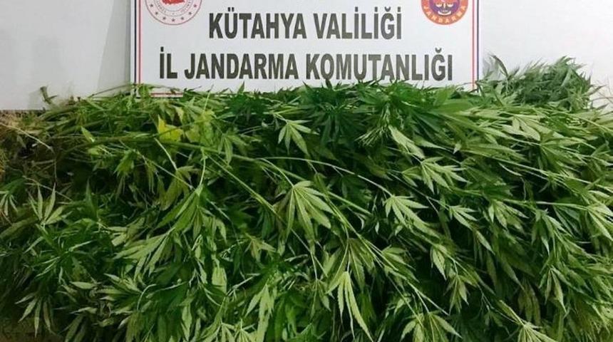 K&uuml;tahya&rsquo;da 55 k&ouml;k Hint keneviri ele ge&ccedil;irildi