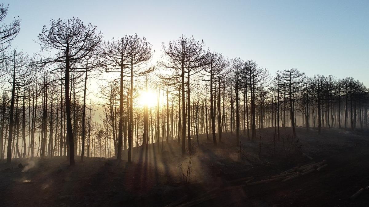 200 hektarlık alan karalara b&uuml;r&uuml;nd&uuml;
