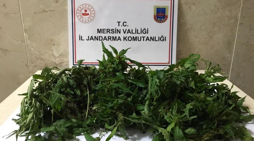 Mersin&rsquo;de kurutulmaya bırakılmış 10 k&ouml;k kenevir bitkisi ele ge&ccedil;irildi