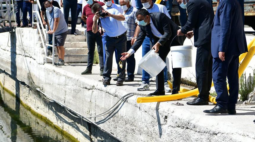 Eğirdir Gölü'ne 562 bin sazan balığı yavrusu bırakıldı