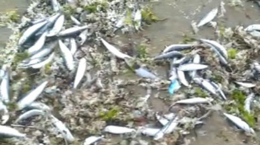 Balıkesir'de yüzlerce ölü balık sahile vurdu