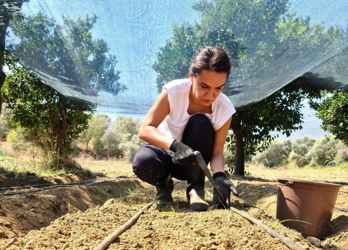 Bankacılığı bıraktı, şimdi kilosu 500 lira olan salep &uuml;retiyor