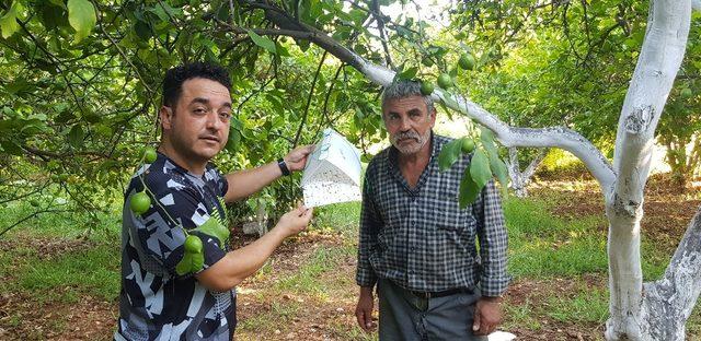 Meyve sineğine doğal tuzak