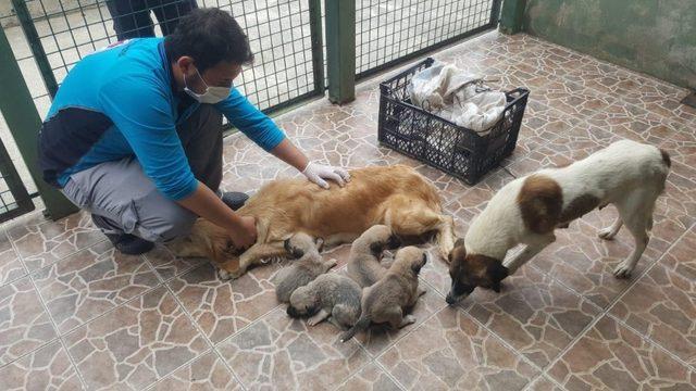 Anneleri trafik kazasında ölen 4 yavru köpeğe süt anne bulundu