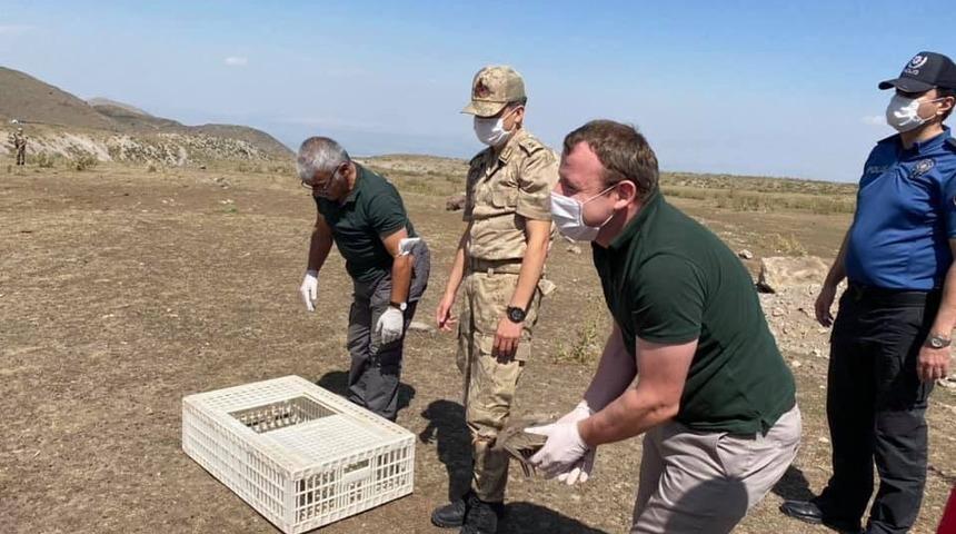 Ağrı Dağı eteğinde doğaya kınalı keklik bırakıldı