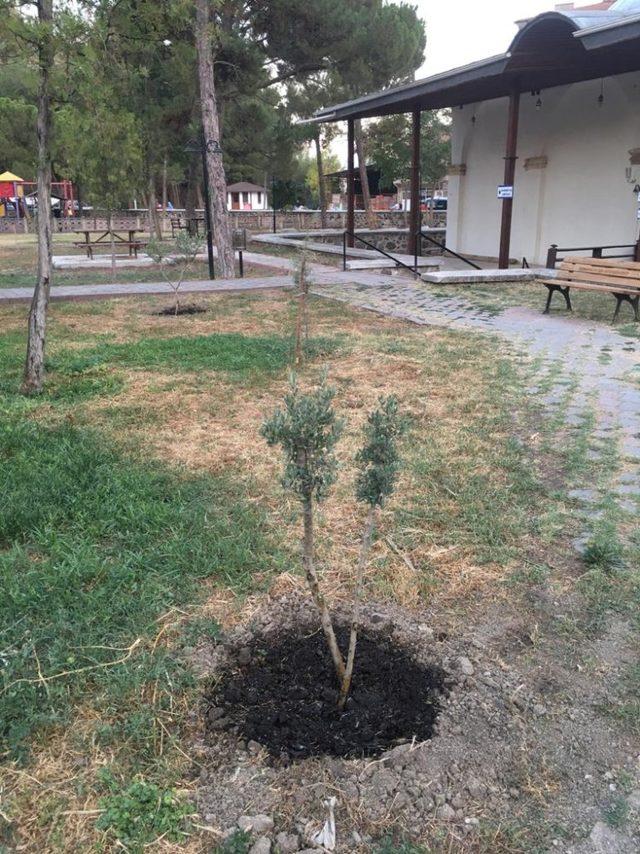 Tarihi caminin bahçesine zeytin fidanları dikildi