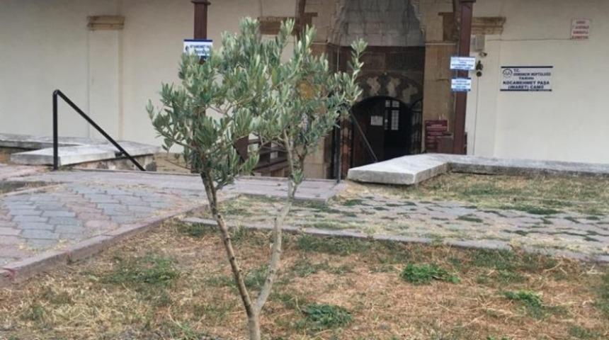 Tarihi caminin bahçesine zeytin fidanları dikildi