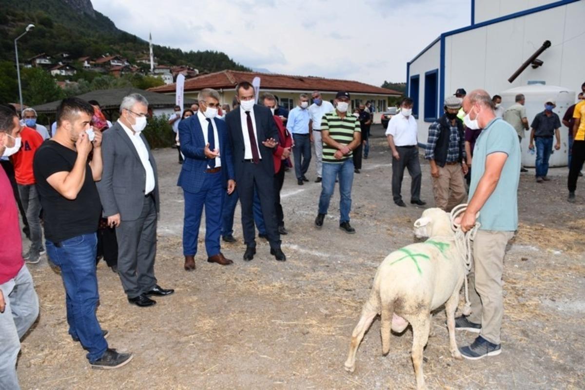 Karab&uuml;k&rsquo;te 89 ko&ccedil; yetiştiricilerine verildi