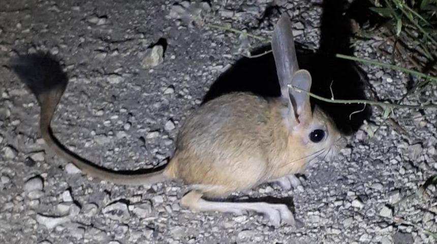 Kırmızı listede bulunuyor! Amasya'da 'Arap tavşanı' g&ouml;r&uuml;nt&uuml;lendi