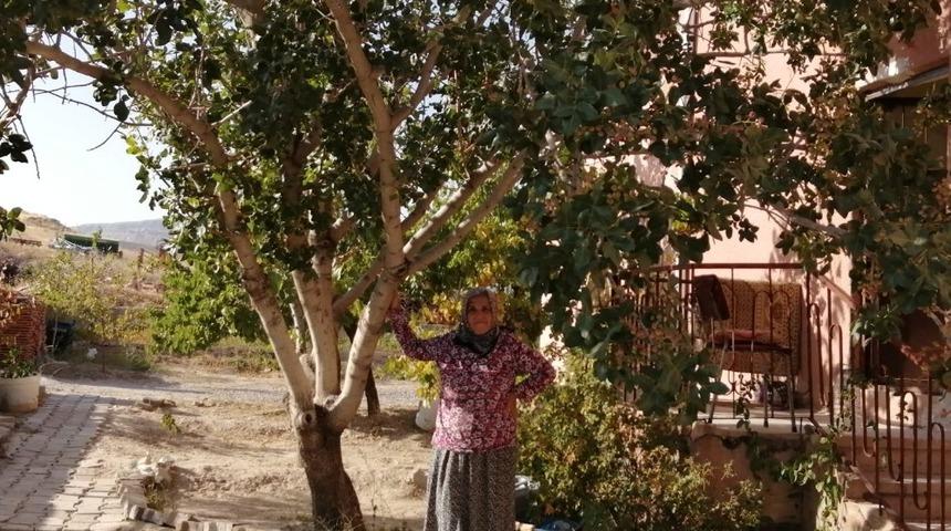 Kayseri&rsquo;nin Yeşilhisar İl&ccedil;esinde Antep Fıstığı Ağacını G&ouml;renler Şaşkınlığını Gizleyemiyor