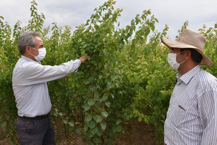 Malatya'dan dünyanın dört bir yanına sertifikalı kayısı fidanı ihracatı G1