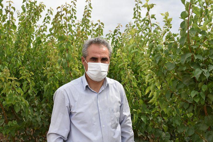 Malatya'dan dünyanın dört bir yanına sertifikalı kayısı fidanı ihracatı G2