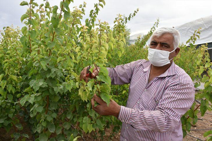Malatya'dan dünyanın dört bir yanına sertifikalı kayısı fidanı ihracatı G3
