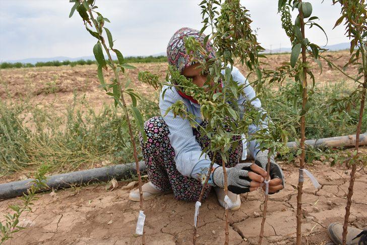 Malatya'dan dünyanın dört bir yanına sertifikalı kayısı fidanı ihracatı G4