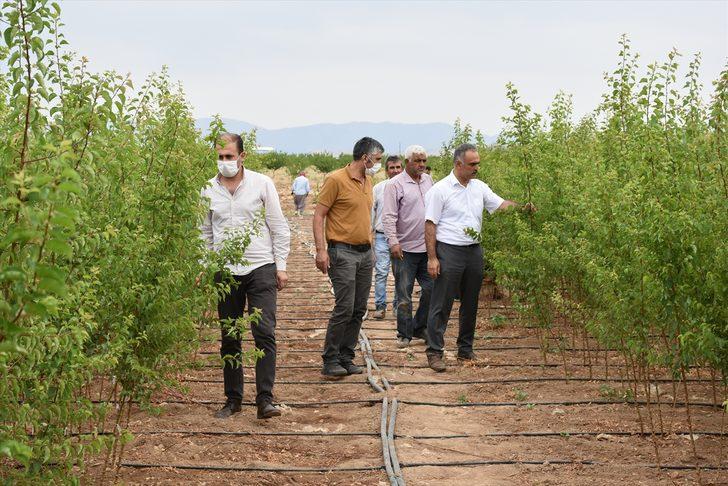 Malatya'dan dünyanın dört bir yanına sertifikalı kayısı fidanı ihracatı G5