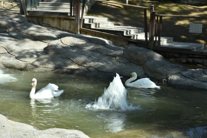 Keçiören Evcil Hayvanlar Parkı’nın yeni üyeleri dünyaya gözlerini açtı G2