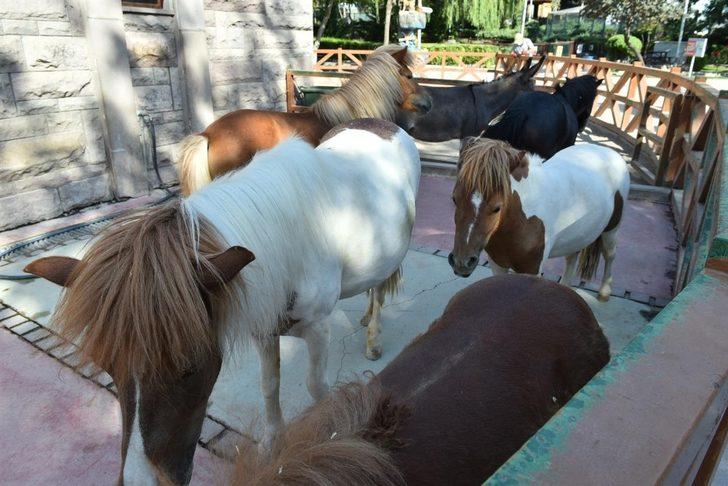 Keçiören Evcil Hayvanlar Parkı’nın yeni üyeleri dünyaya gözlerini açtı G4