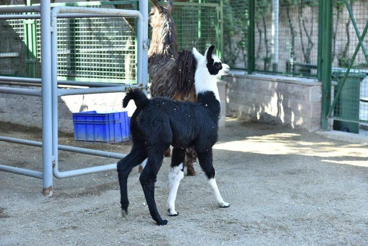 Keçiören Evcil Hayvanlar Parkı’nın yeni üyeleri dünyaya gözlerini açtı G5