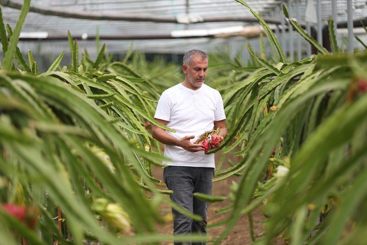 1,5 dönümlük serada ürettiği ejder meyvesinden yılda 80 bin lira kazanıyor G1