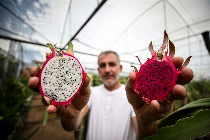 1,5 dönümlük serada ürettiği ejder meyvesinden yılda 80 bin lira kazanıyor G2