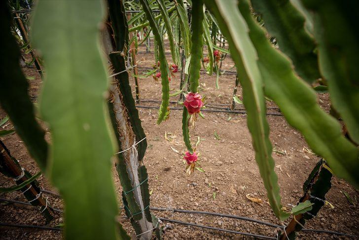 1,5 dönümlük serada ürettiği ejder meyvesinden yılda 80 bin lira kazanıyor G3