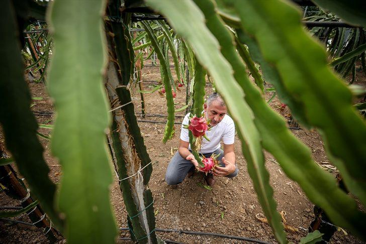1,5 dönümlük serada ürettiği ejder meyvesinden yılda 80 bin lira kazanıyor G4