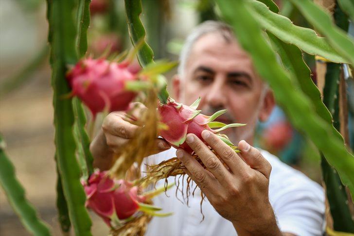 1,5 dönümlük serada ürettiği ejder meyvesinden yılda 80 bin lira kazanıyor G5