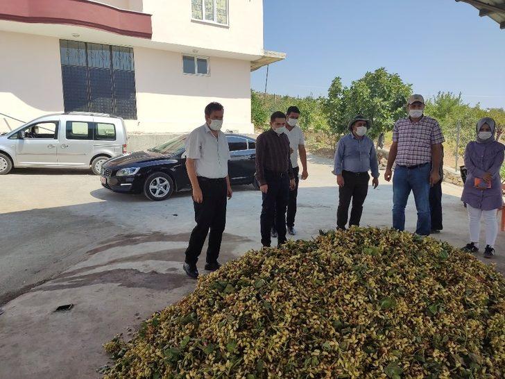 Tut Kaymakamı Tugay fıstık hasadına katıldı G2