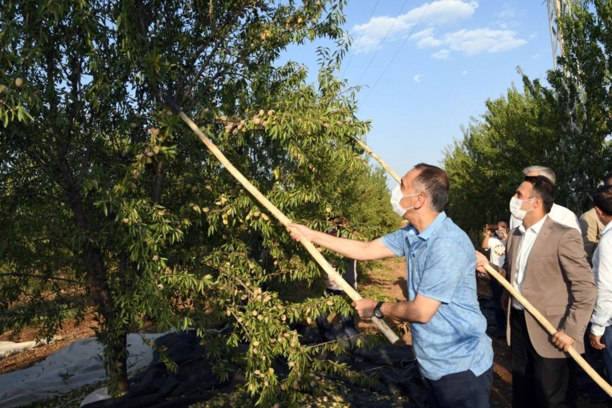 Vali &Ccedil;uhadar badem hasadına katıldı