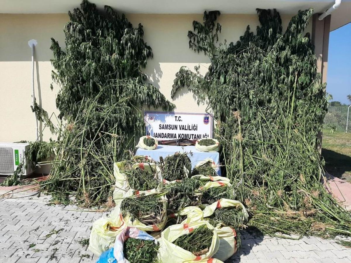 Samsun&rsquo;da 147 kilo esrar ele ge&ccedil;irildi, 14 kişi g&ouml;zaltına alındı