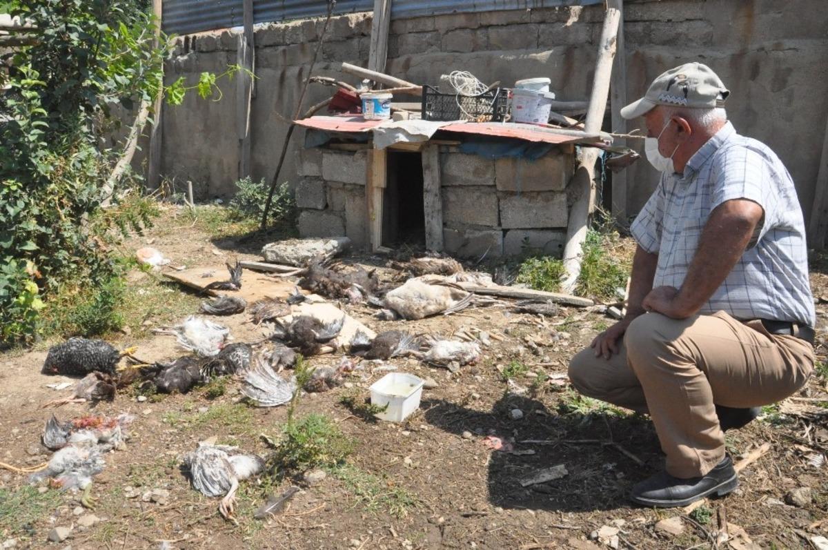 Y&uuml;ksekova&rsquo;da başıboş k&ouml;pekler emekli &ouml;ğretmenin hindilerini telef etti