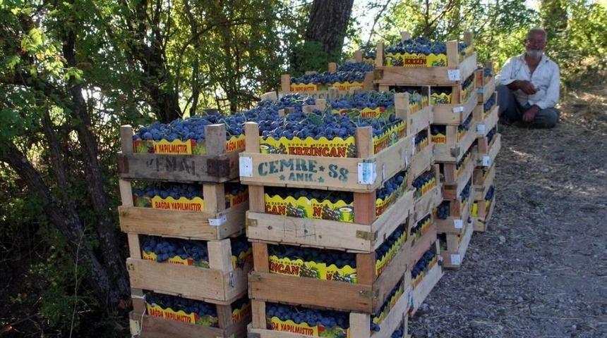 Cimin &Uuml;z&uuml;m&uuml;n&uuml;n faydaları saymakla bitmiyor