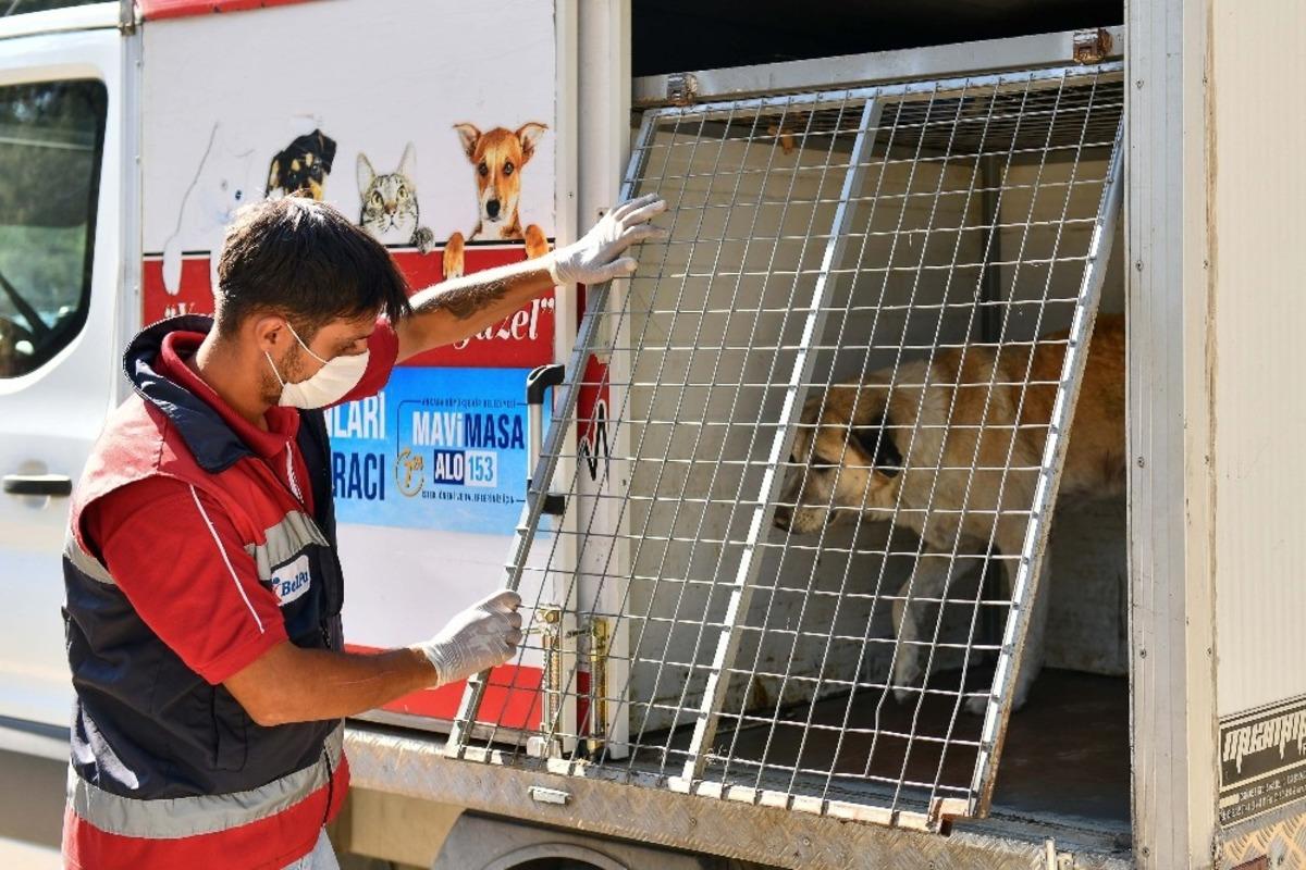 B&uuml;y&uuml;kşehirden Patipark&rsquo;a lojistik destek