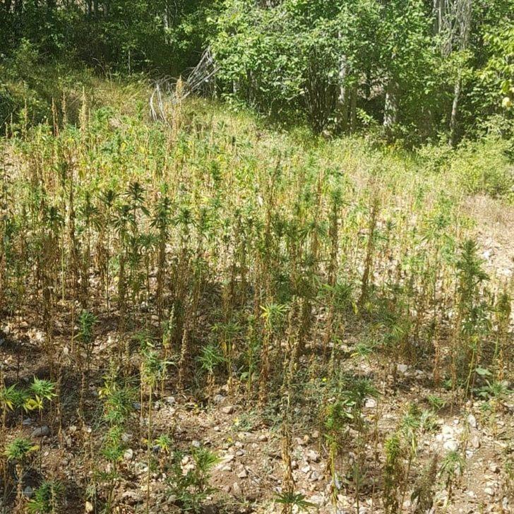 Kütahya’da 1233 kök Hint keneviri ele geçirildi G3