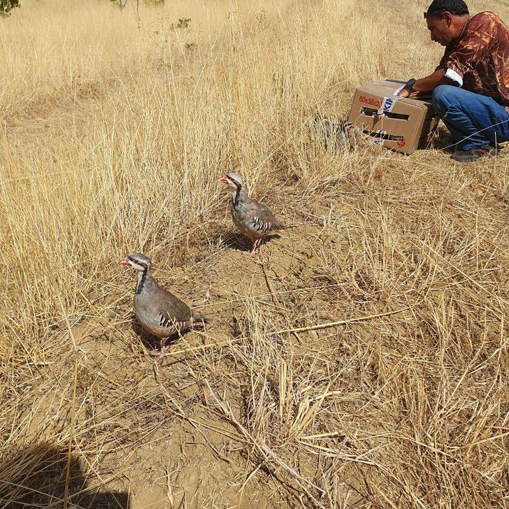 Kınalı keklikler doğaya salındı G1
