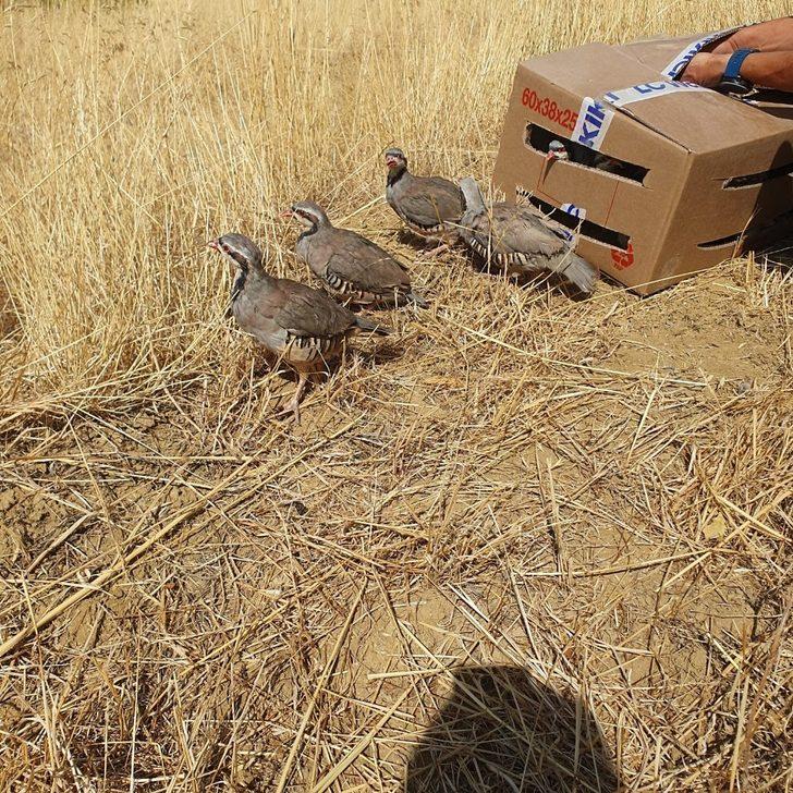 Kınalı keklikler doğaya salındı G2