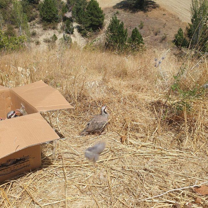 Kınalı keklikler doğaya salındı G3