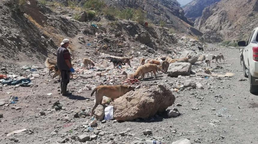 Hakkari Belediyesi sokak hayvanlarını unutmuyor