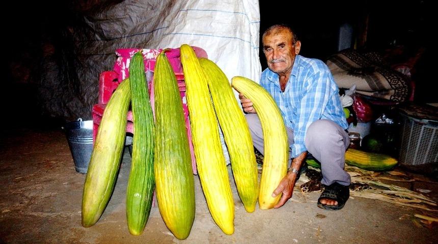 Hi&ccedil; sulamadan devasa acur yetiştirdi
