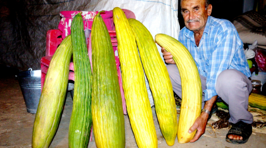 Gören hayret ediyor! Hiç sulamadan devasa acur yetiştirdi