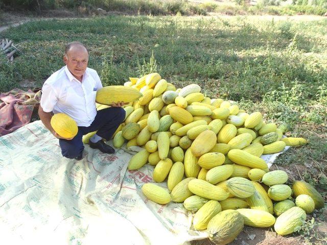 Kiraladığı arazide 70 ton kavun üretimi gerçekleştirdi