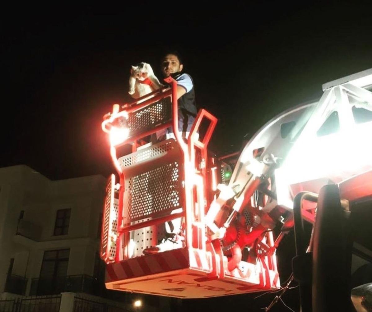 Ağa&ccedil;ta mahsur kalan kediyi itfaiye kurtardı