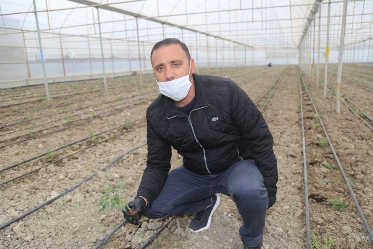 Bu domatesler 1200 gram