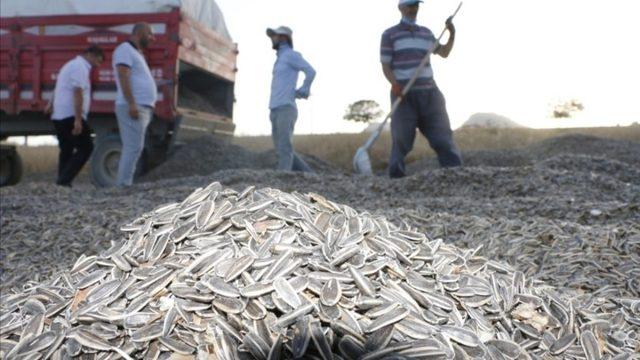 Yeşilhisar’da ayçekirdeği hasadı başladı