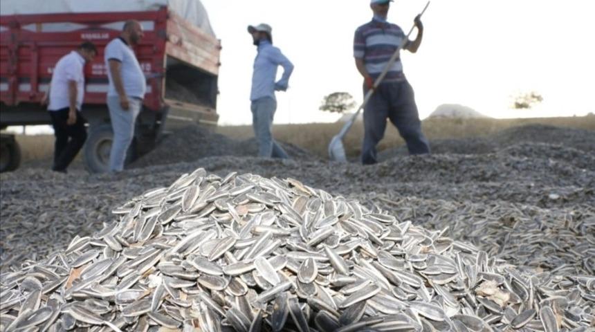 Yeşilhisar’da ayçekirdeği hasadı başladı
