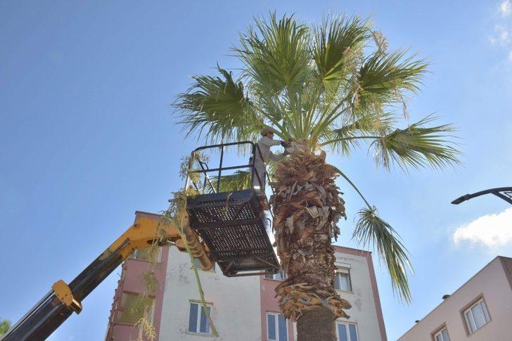 Aliağa’daki palmiyeler budanıyor G2